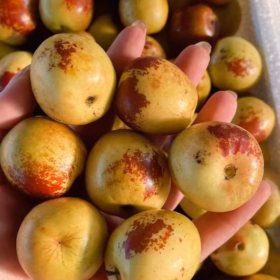The Best Way to Preserve Food - Food Dehydrator, Small Size, White Color