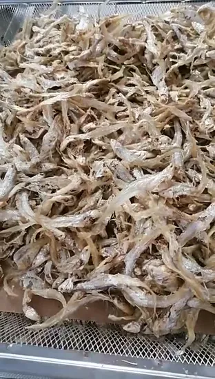 Customized Professional Food Dehydrator Lemon Drying Machine Shrimp Dehydrator